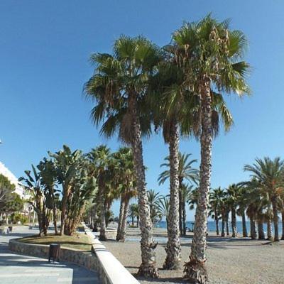 Sunshine Apartment At Tropical Coast Of Granada Almuñécar Eksteriør bilde